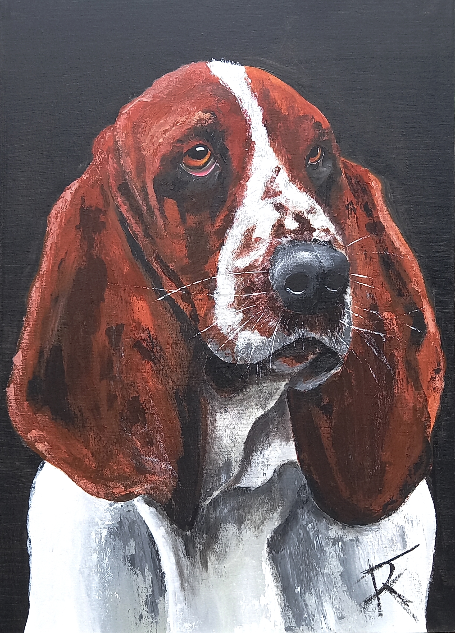 Portrait d’un Cocker anglais marron aux longues oreilles et regard doux