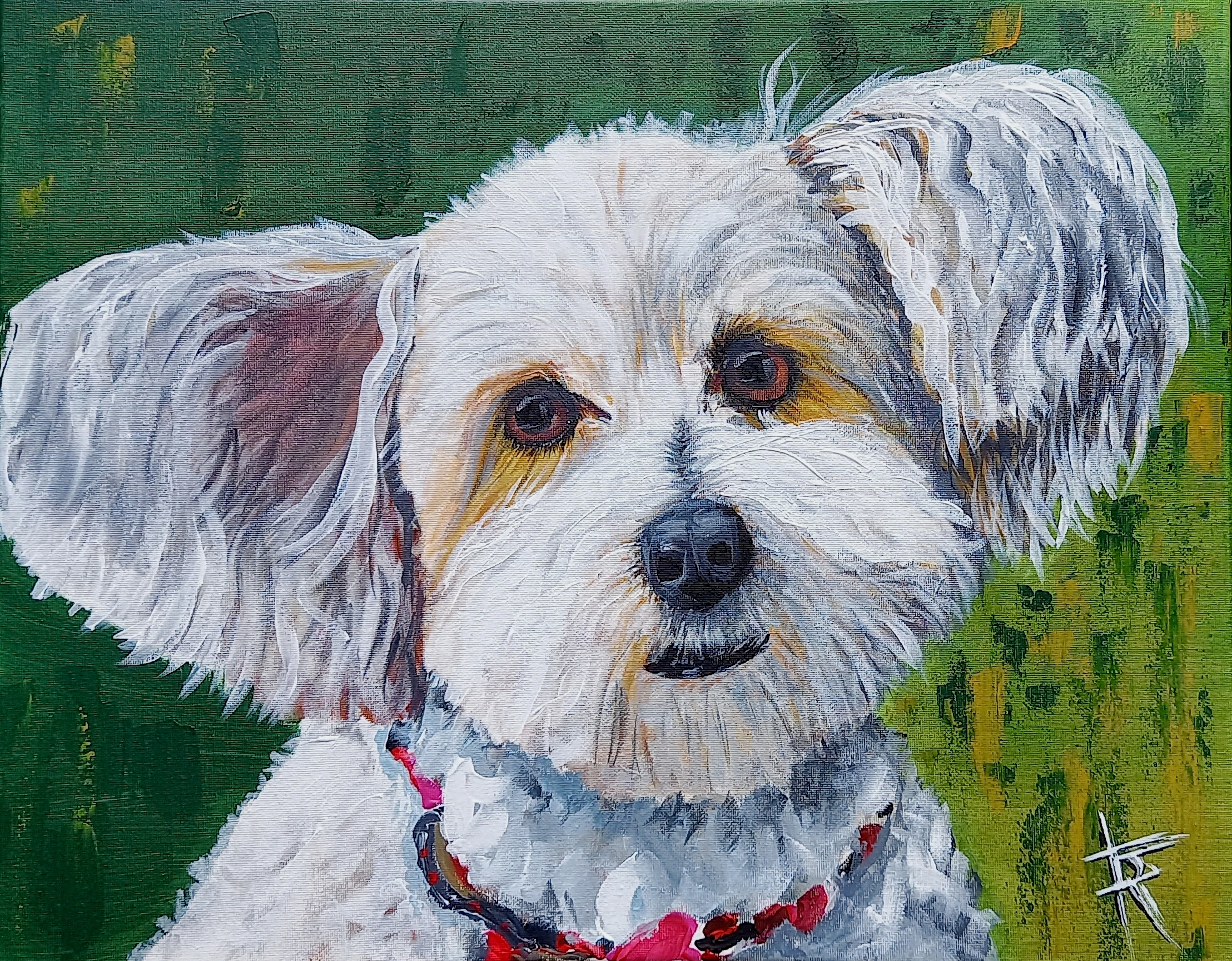 Portrait d’un caniche blanc à poil long, au pelage soyeux et regard expressif