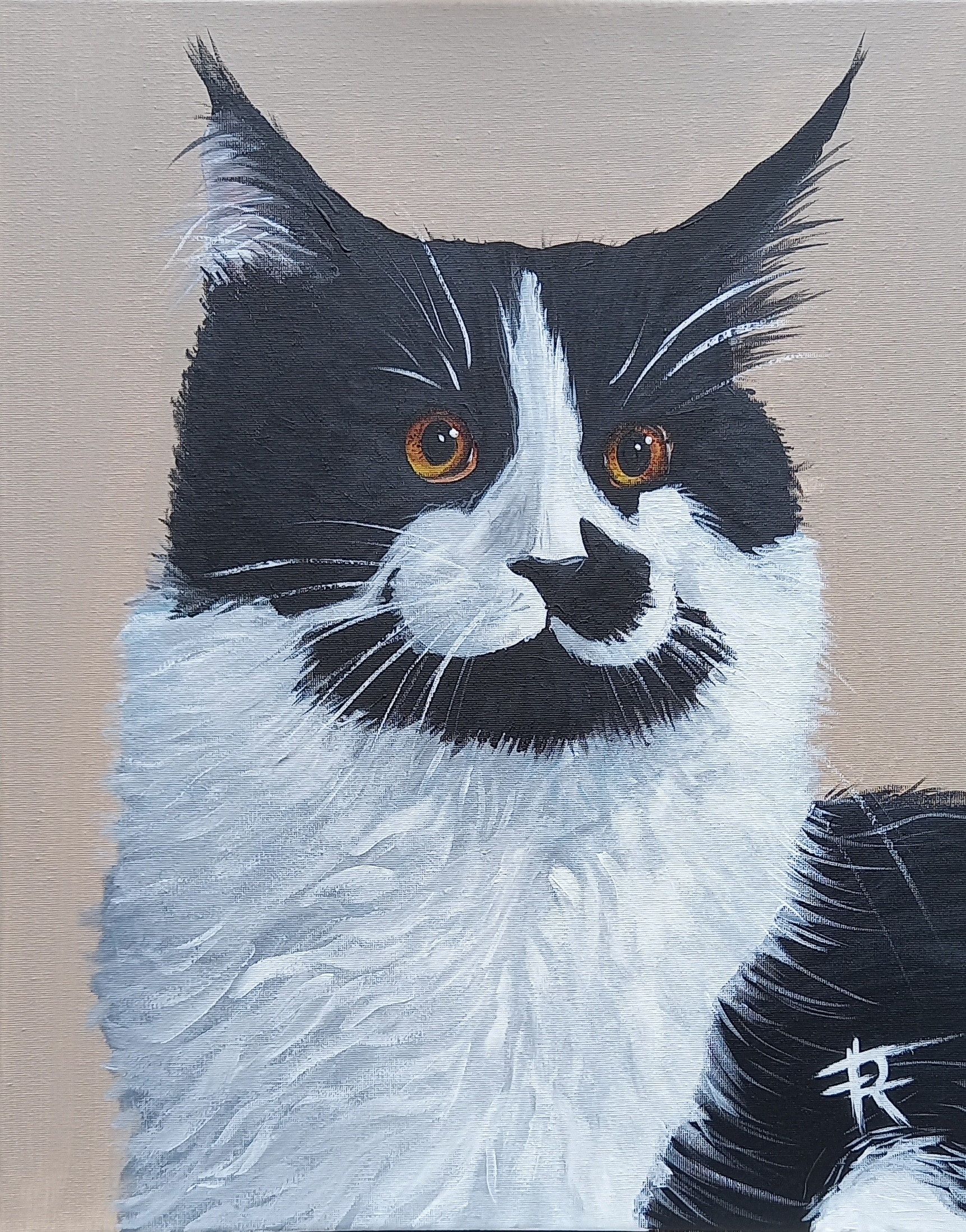 Portrait d’un Maine Coon noir et blanc au regard intense et pelage contrasté