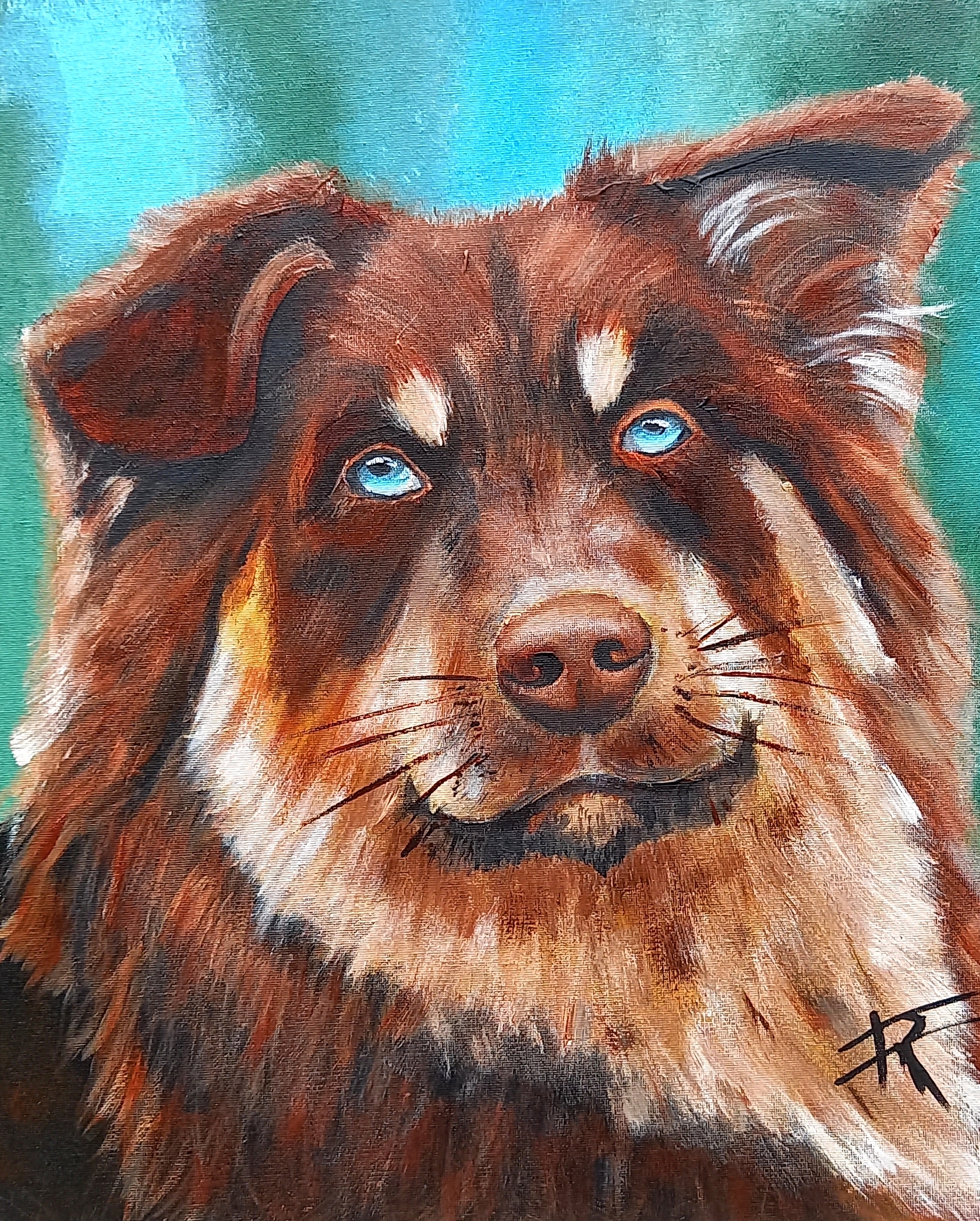 Portrait d’un Berger australien au pelage marron clair et foncé avec regard expressif